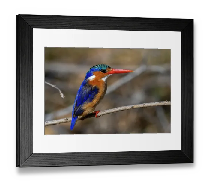 Framed Print : A malachite kingfisher, Alcedo cristata. Moremi Game Reserve, Okavango Delta, Botswana