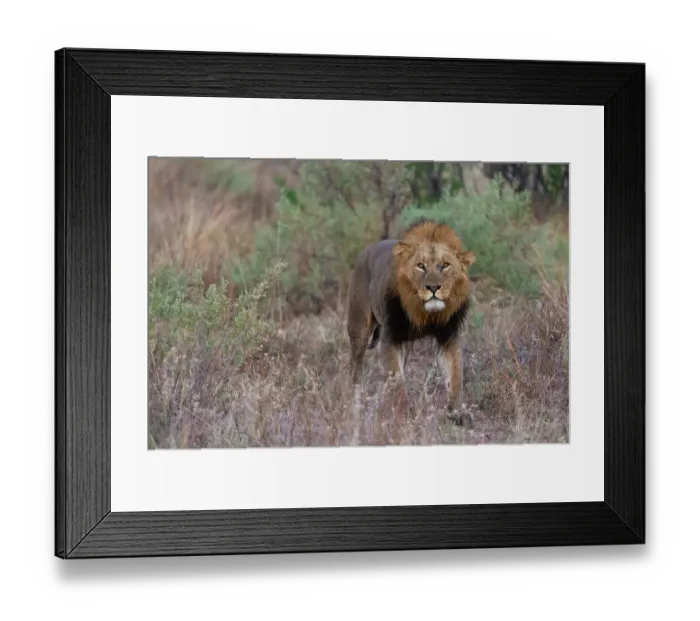 Framed Print : A male lion, Panthera leo, patrolling. Khwai Concession, Okavango Delta, Botswana Framed Print : A male lion, Panthera leo, patrolling. Khwai Concession, Okavango Delta, Botswana