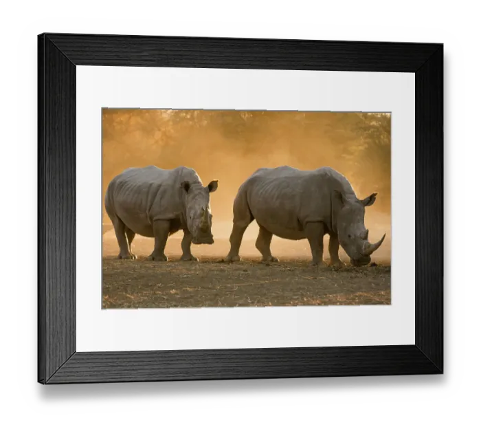 Framed Print : Two white rhinoceroses, Ceratotherium simum, walking in the dust at sunset. Kalahari, Botswana Framed Print : Two white rhinoceroses, Ceratotherium simum, walking in the dust at sunset. Kalahari, Botswana