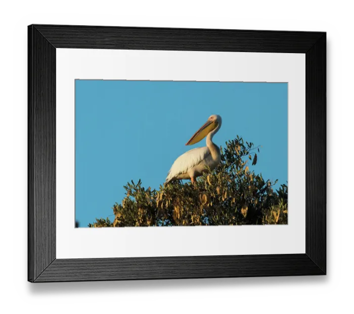 Framed Print : A great white pelican, Pelecanus onocrotalus, on a tree top. Khwai Concession, Okavango Delta, Botswana