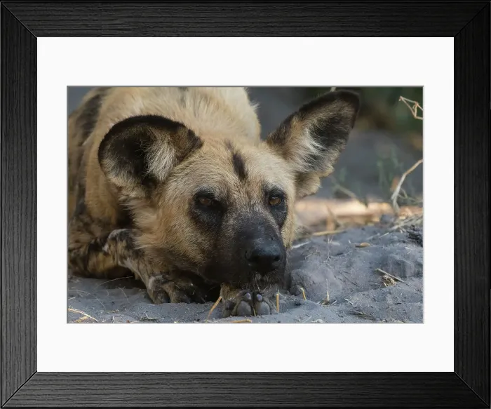 Framed Print : Portrait of an endangered African wild dog, Lycaon pictus. Khwai Concession, Okavango Delta, Botswana Framed Print : Portrait of an endangered African wild dog, Lycaon pictus. Khwai Concession, Okavango Delta, Botswana