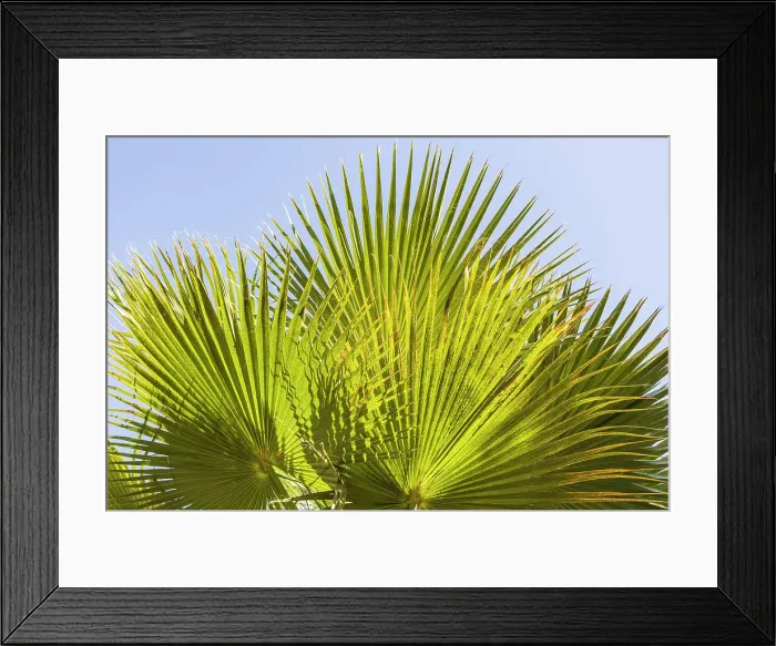 Framed Print : Cairo, Egypt. Sun shining through a fan palm