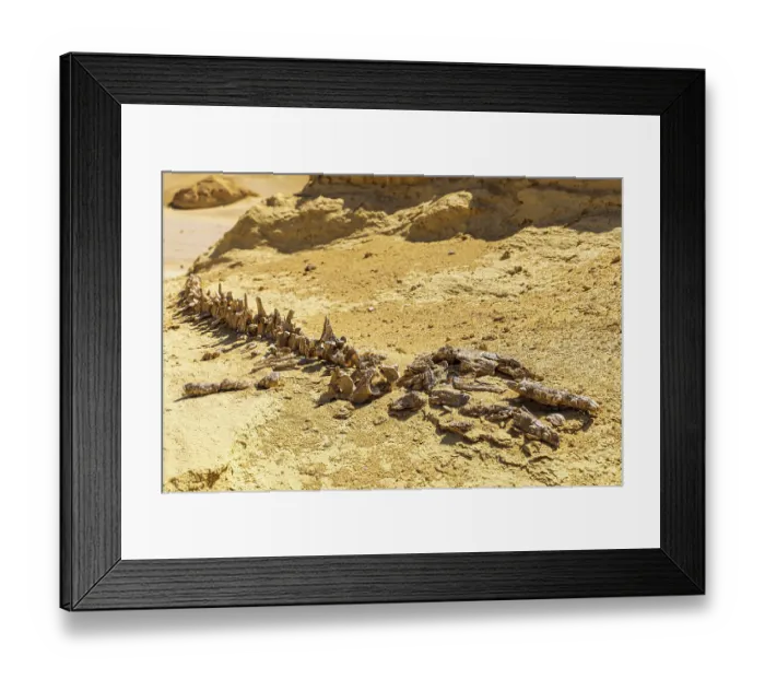 Framed Print : Wadi al Hitan, Faiyum, Egypt. Whale fossil along the interpretive trail at Wadi el-Hitan paleontological site Framed Print : Wadi al Hitan, Faiyum, Egypt. Whale fossil along the interpretive trail at Wadi el-Hitan paleontological site