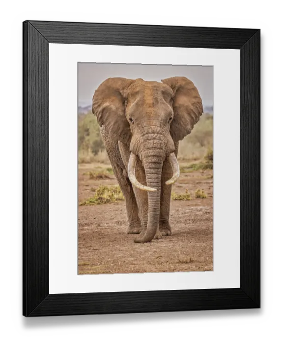 Framed Print : Amboseli elephant, Amboseli Nation Park, Africa Framed Print : Amboseli elephant, Amboseli Nation Park, Africa