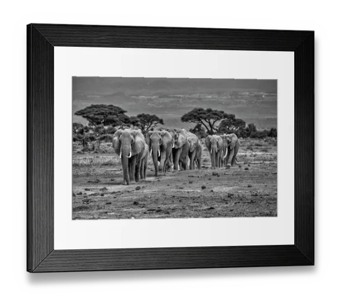 Framed Print : Elephant train, Amboseli National Park, Africa Framed Print : Elephant train, Amboseli National Park, Africa