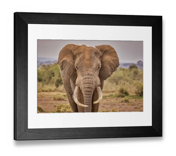 Framed Print : Amboseli elephant, Amboseli Nation Park, Africa Framed Print : Amboseli elephant, Amboseli Nation Park, Africa