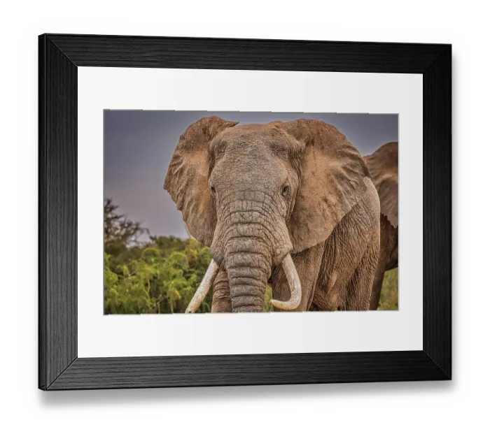 Framed Print : Elephant face, Amboseli National Park, Africa Framed Print : Elephant face, Amboseli National Park, Africa