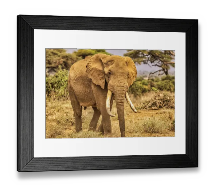 Framed Print : Amboseli elephant, Amboseli Nation Park, Africa
