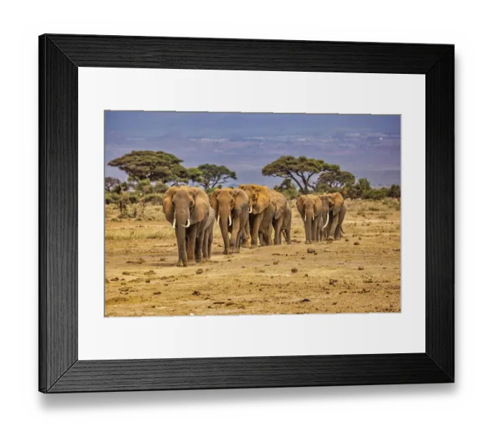 Framed Print : Elephant train, Amboseli National Park, Africa