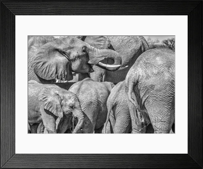 Framed Print : Elephant family, Amboseli National Park, Africa Framed Print : Elephant family, Amboseli National Park, Africa
