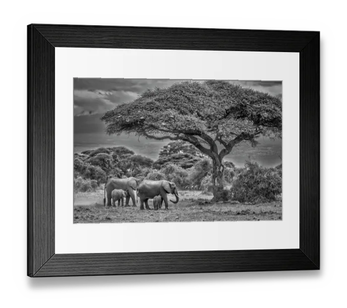 Framed Print : Elephant family, Amboseli Nation Park, Africa Framed Print : Elephant family, Amboseli Nation Park, Africa