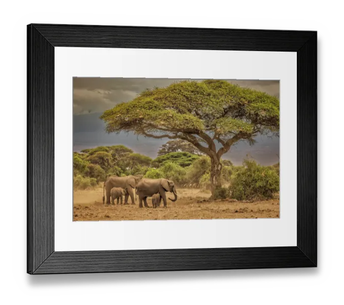 Framed Print : Elephant family, Amboseli Nation Park, Africa Framed Print : Elephant family, Amboseli Nation Park, Africa