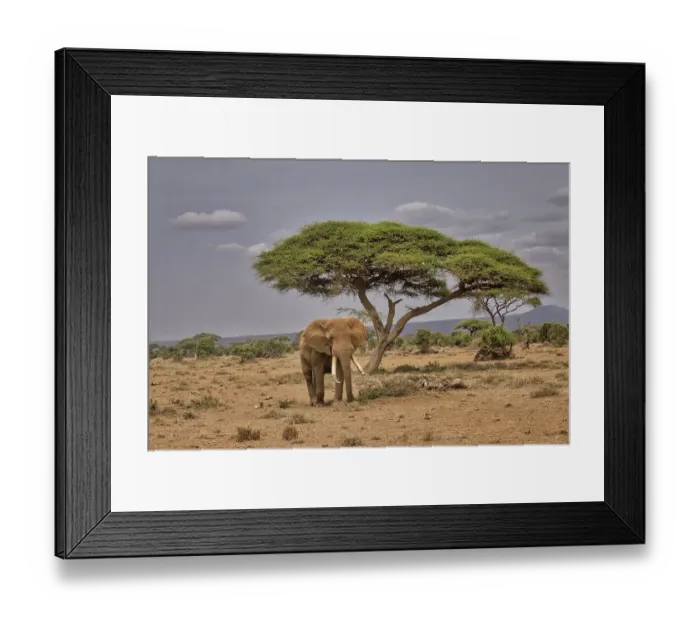 Framed Print : Amboseli elephant, Amboseli Nation Park, Africa Framed Print : Amboseli elephant, Amboseli Nation Park, Africa