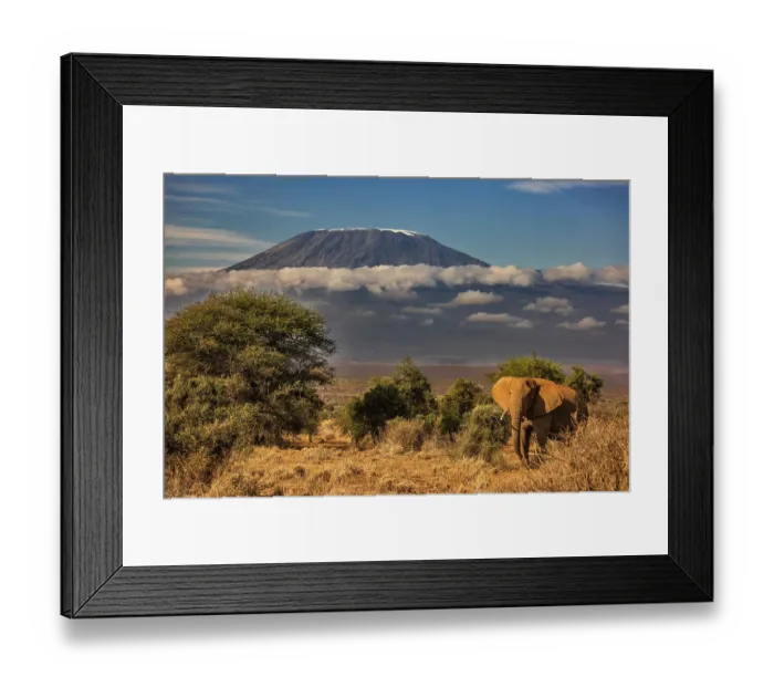 Framed Print : Kilimanjaro in morning with Elephant, Amboseli National Park, Africa