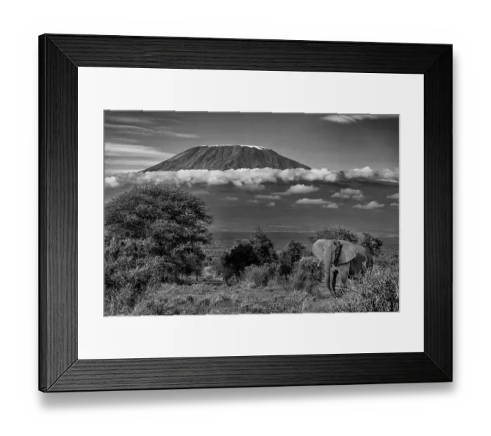 Framed Print : Kilimanjaro in morning with Elephant, Amboseli National Park, Africa Framed Print : Kilimanjaro in morning with Elephant, Amboseli National Park, Africa