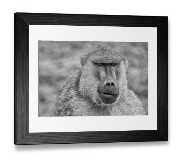 Framed Print : Baboon, Amboseli National Park, Africa Framed Print : Baboon, Amboseli National Park, Africa