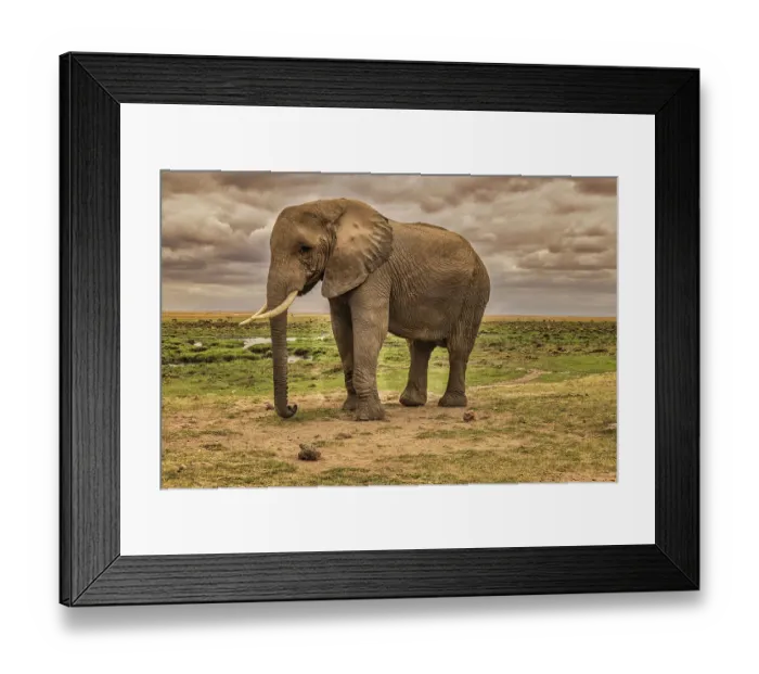 Framed Print : Amboseli elephant, Amboseli National Park, Africa