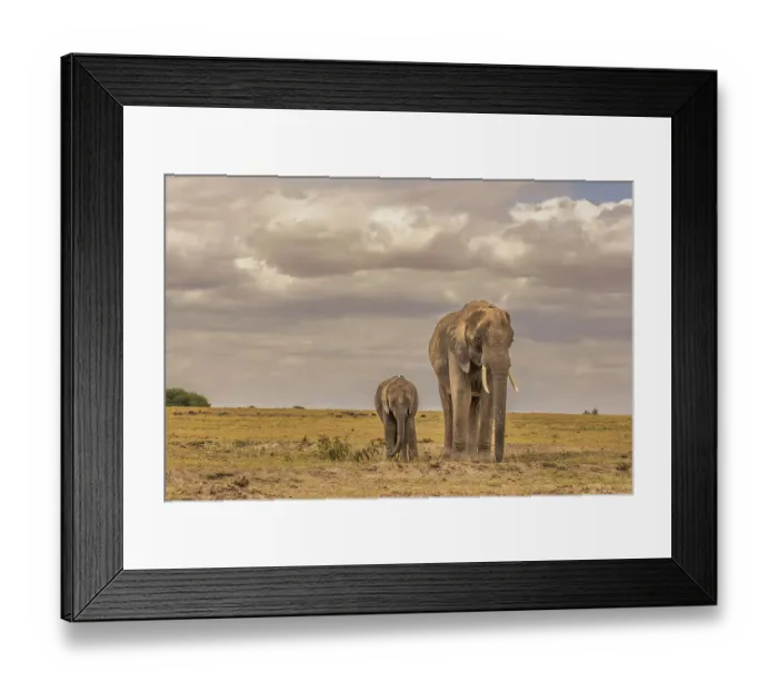 Framed Print : Mother and calf Amboseli elephants, Amboseli National Park, Africa