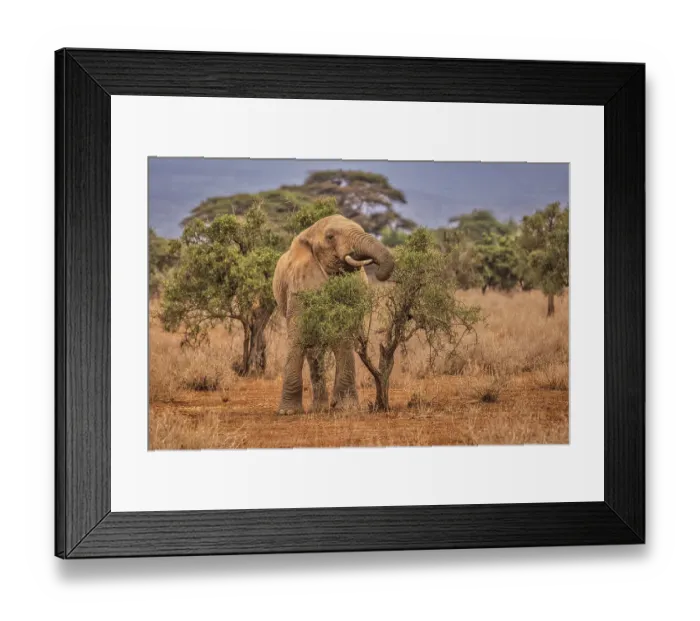 Framed Print : Amboseli elephant, Amboseli National Park, Africa Framed Print : Amboseli elephant, Amboseli National Park, Africa