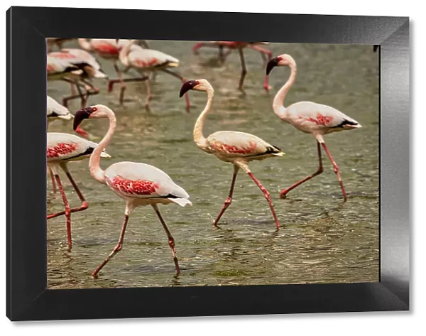 Flamingos Walking, Amboseli National Park, Africa