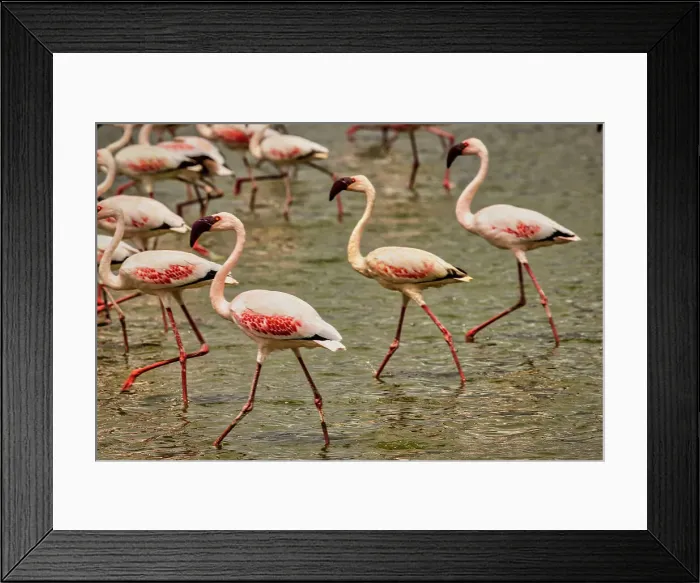 Framed Print : Flamingos Walking, Amboseli National Park, Africa Framed Print : Flamingos Walking, Amboseli National Park, Africa
