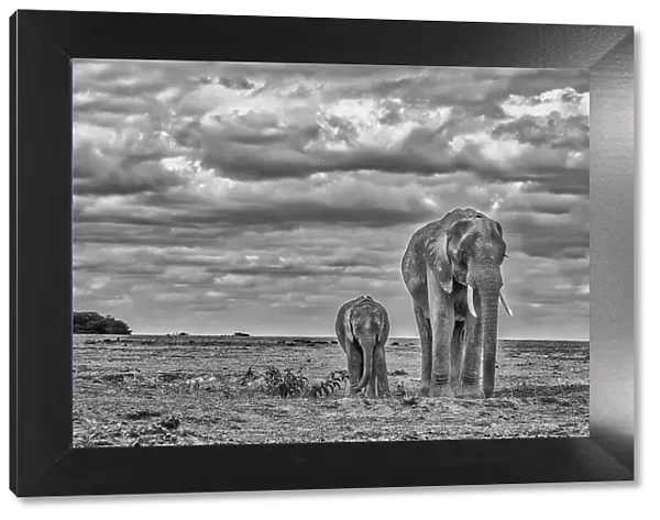 Mother and calf Amboseli elephants, Amboseli National Park, Africa