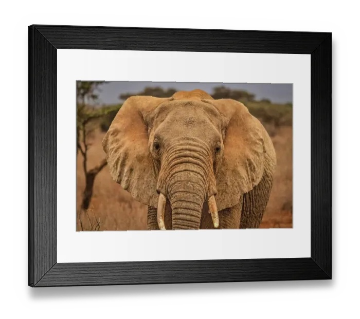 Framed Print : Amboseli elephant, Amboseli National Park, Africa Framed Print : Amboseli elephant, Amboseli National Park, Africa