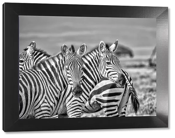 Zebras on alert, Amboseli National Park, Africa
