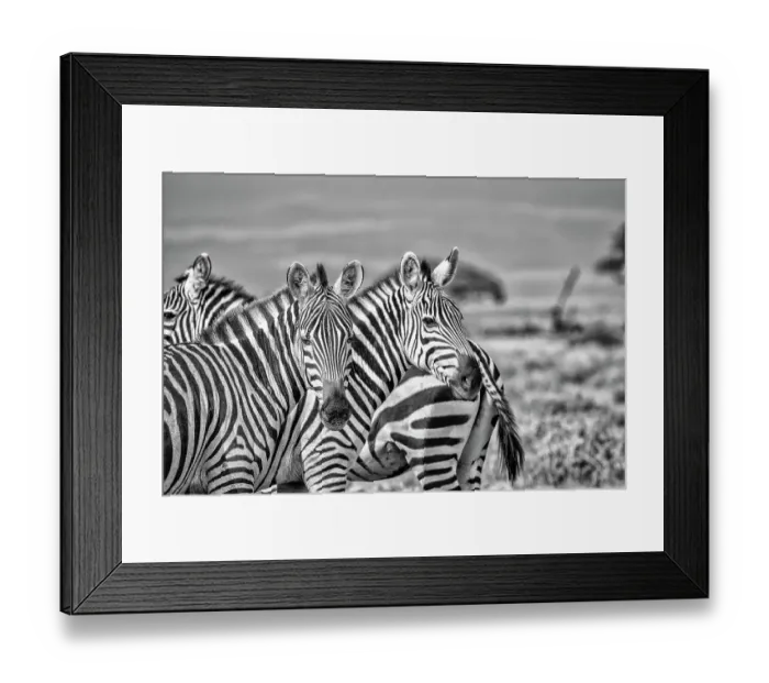 Framed Print : Zebras on alert, Amboseli National Park, Africa Framed Print : Zebras on alert, Amboseli National Park, Africa