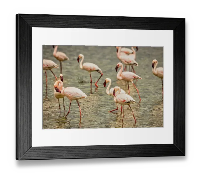 Framed Print : Flamingos, Amboseli National Park, Africa Framed Print : Flamingos, Amboseli National Park, Africa