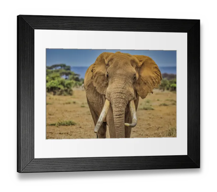 Framed Print : Amboseli elephant, Amboseli Nation Park, Africa Framed Print : Amboseli elephant, Amboseli Nation Park, Africa