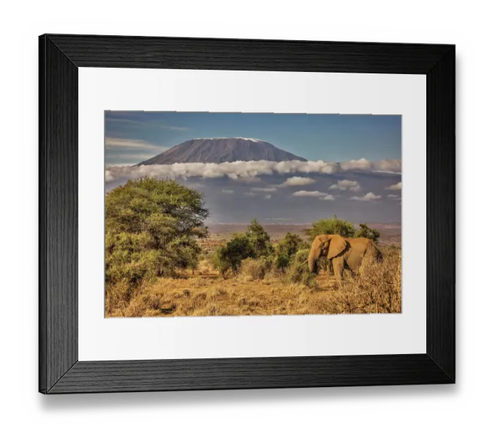 Framed Print : Kilimanjaro in morning with Elephant, Amboseli National Park, Africa Framed Print : Kilimanjaro in morning with Elephant, Amboseli National Park, Africa