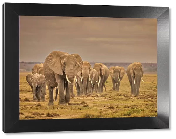 Elephant family, Amboseli National Park, Africa