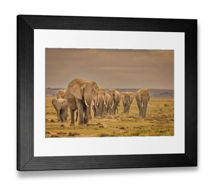 Framed Print : Elephant family, Amboseli National Park, Africa