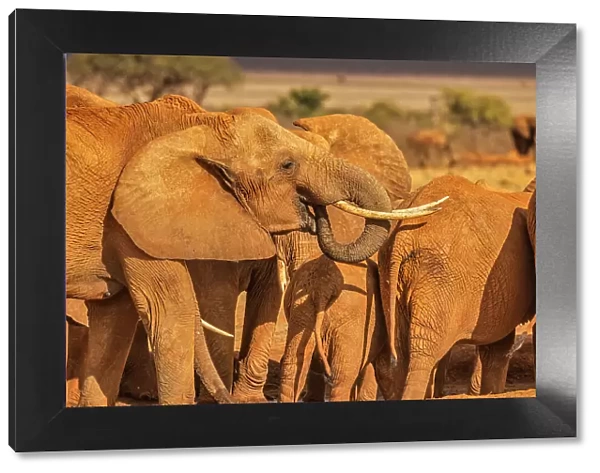 Elephant family, Tsavo West National Park, Africa