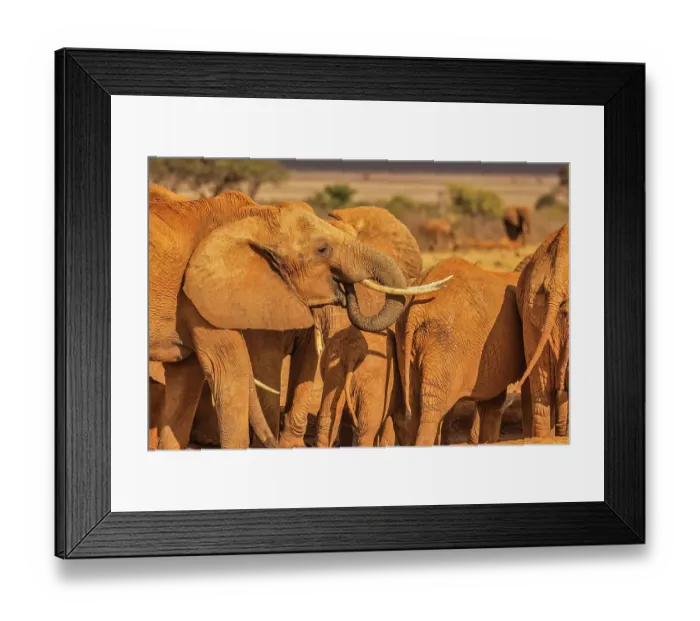 Framed Print : Elephant family, Tsavo West National Park, Africa Framed Print : Elephant family, Tsavo West National Park, Africa