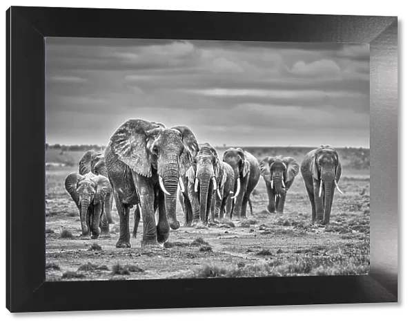 Elephant family train, Amboseli National Park, Africa