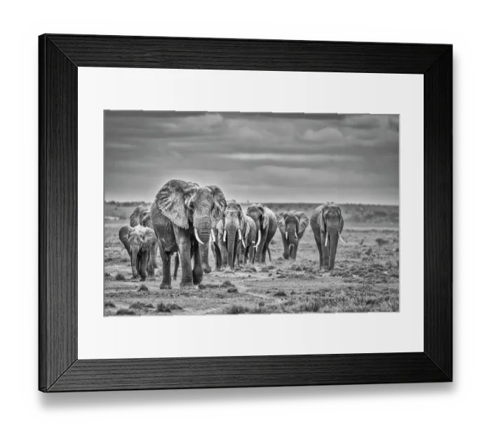 Framed Print : Elephant family train, Amboseli National Park, Africa Framed Print : Elephant family train, Amboseli National Park, Africa