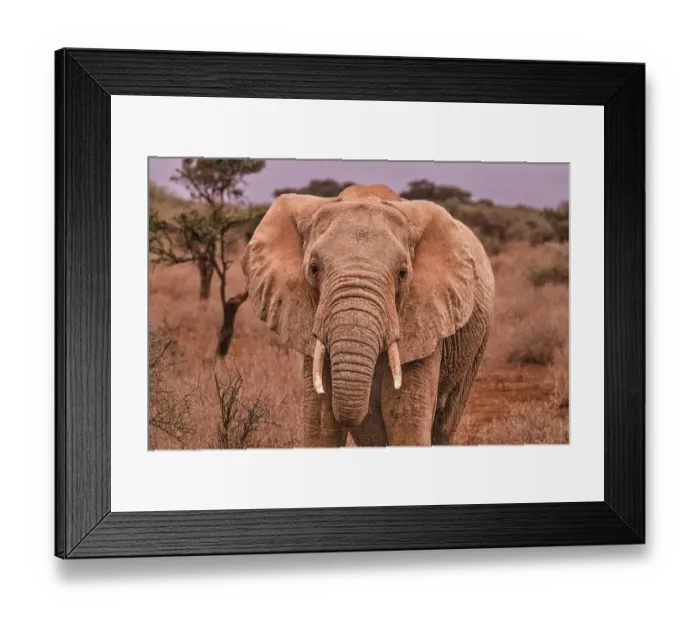 Framed Print : Amboseli elephant, Amboseli National Park, Africa Framed Print : Amboseli elephant, Amboseli National Park, Africa