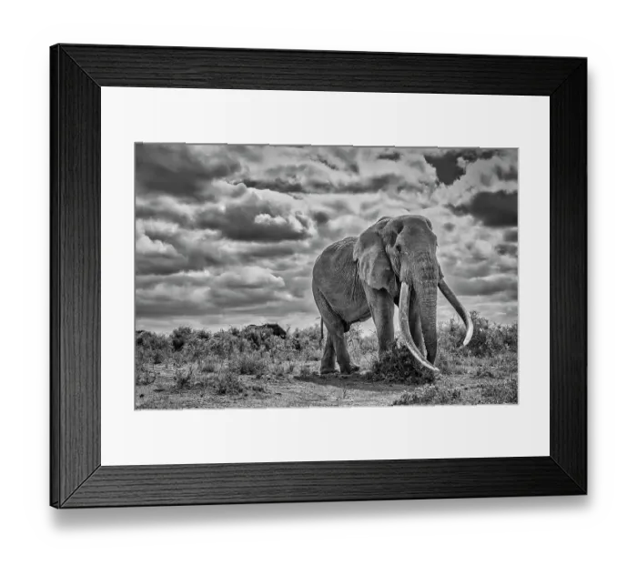 Framed Print : Craig the Elephant, largest Amboseli elephant, Amboseli National Park, Africa Framed Print : Craig the Elephant, largest Amboseli elephant, Amboseli National Park, Africa