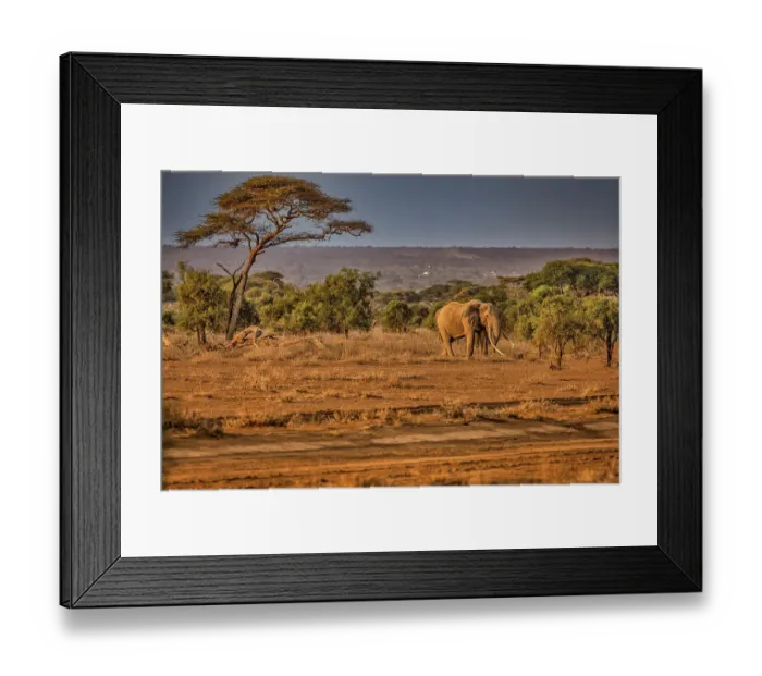 Framed Print : Craig the Elephant, largest Amboseli elephant, Amboseli National Park, Africa