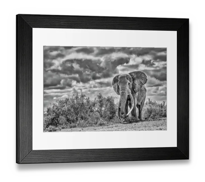 Framed Print : Craig the Elephant, largest Amboseli elephant, Amboseli National Park, Africa Framed Print : Craig the Elephant, largest Amboseli elephant, Amboseli National Park, Africa