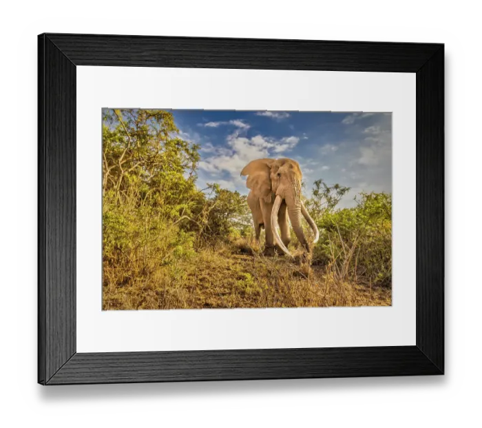 Framed Print : Craig the Elephant, largest Amboseli elephant, Amboseli National Park, Africa Framed Print : Craig the Elephant, largest Amboseli elephant, Amboseli National Park, Africa