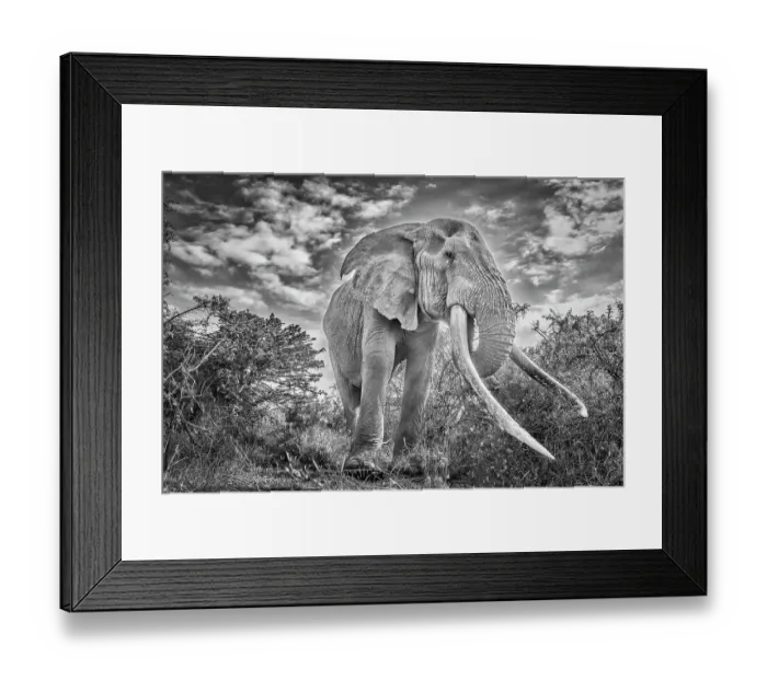 Framed Print : Craig the Elephant, largest Amboseli elephant, Amboseli National Park, Africa Framed Print : Craig the Elephant, largest Amboseli elephant, Amboseli National Park, Africa