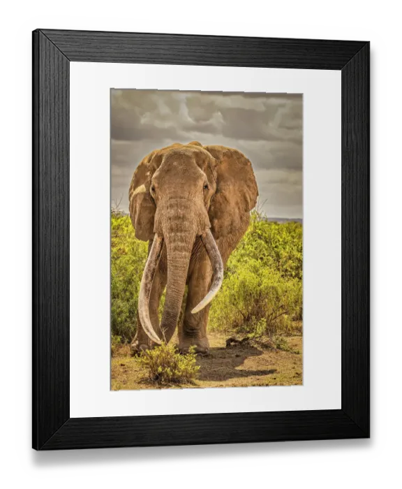 Framed Print : Craig the Elephant, largest Amboseli elephant, Amboseli National Park, Africa Framed Print : Craig the Elephant, largest Amboseli elephant, Amboseli National Park, Africa
