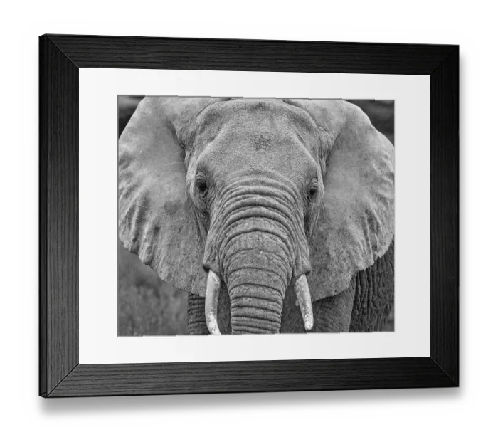 Framed Print : Amboseli elephant, Amboseli National Park, Africa
