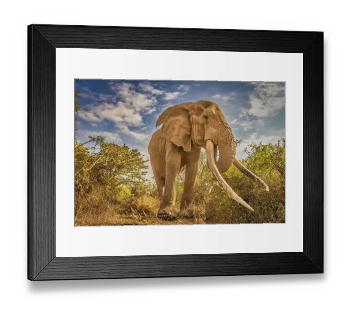 Framed Print : Craig the Elephant, largest Amboseli elephant, Amboseli National Park, Africa Framed Print : Craig the Elephant, largest Amboseli elephant, Amboseli National Park, Africa