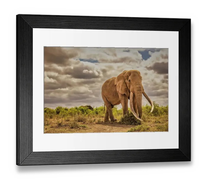 Framed Print : Craig the Elephant, largest Amboseli elephant, Amboseli National Park, Africa