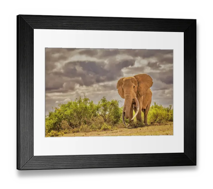 Framed Print : Craig the Elephant, largest Amboseli elephant, Amboseli National Park, Africa Framed Print : Craig the Elephant, largest Amboseli elephant, Amboseli National Park, Africa