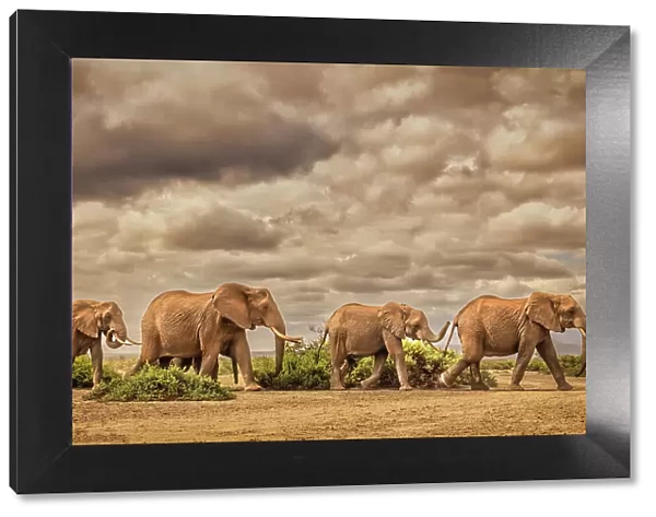 Elephant family, Amboseli National Park, Africa